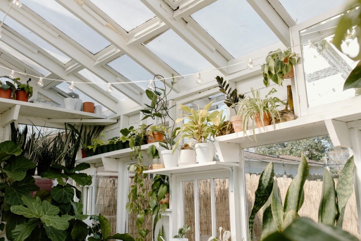 Low Light Indoor Plants