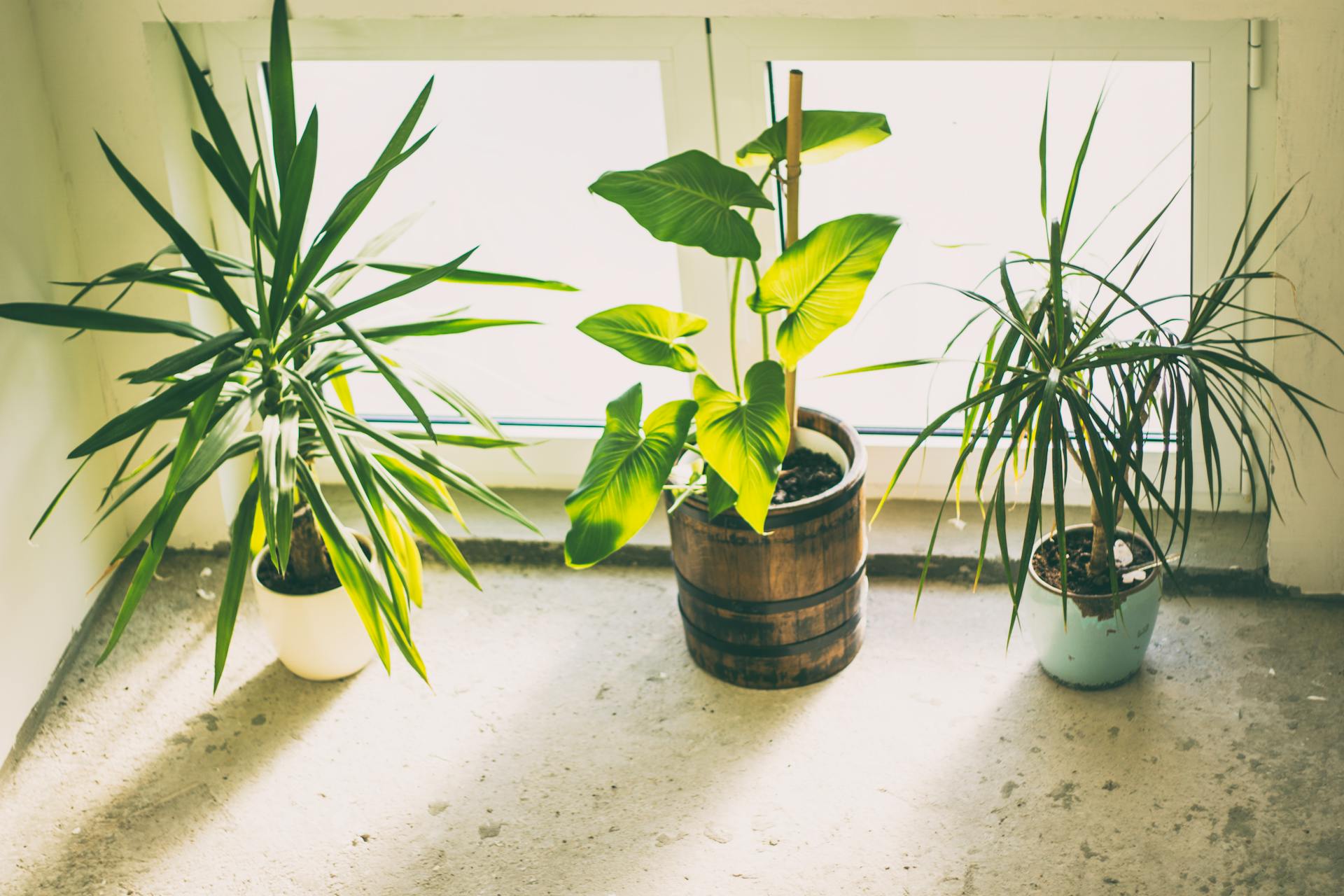 Indoor Potted Plants