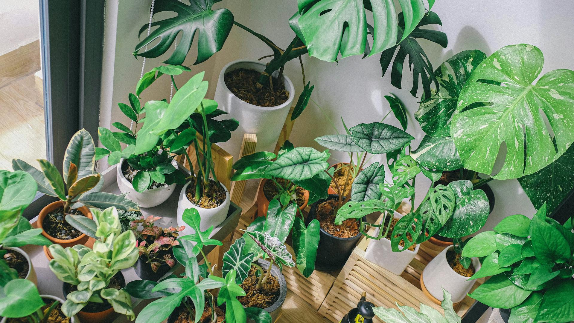 Best Low-Maintenance Indoor Plants
