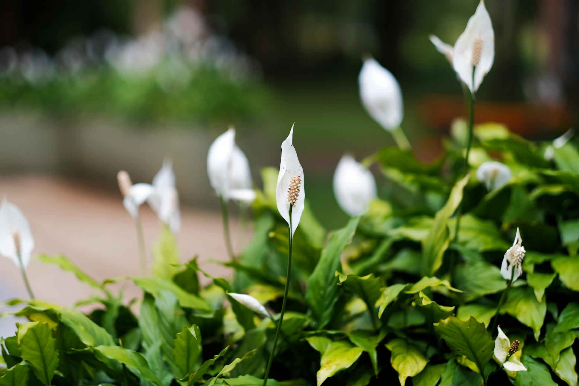 Peace Lily 