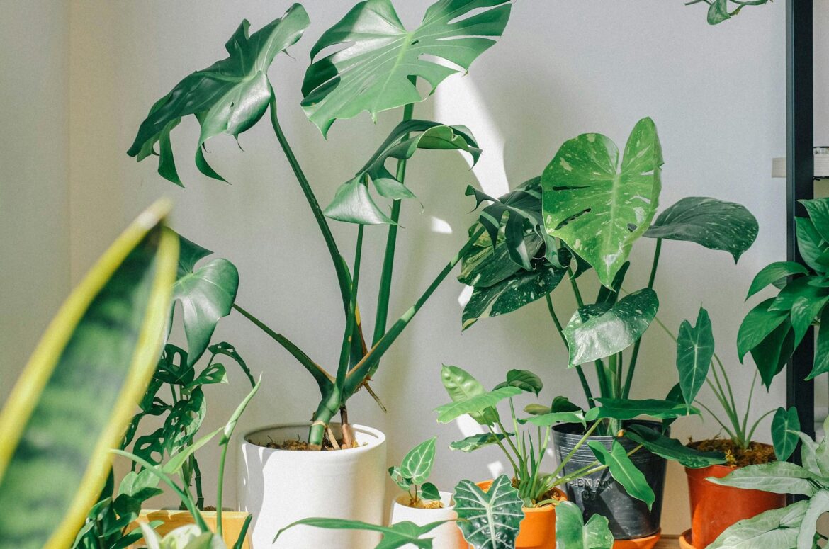 Low-Light Indoor Plants