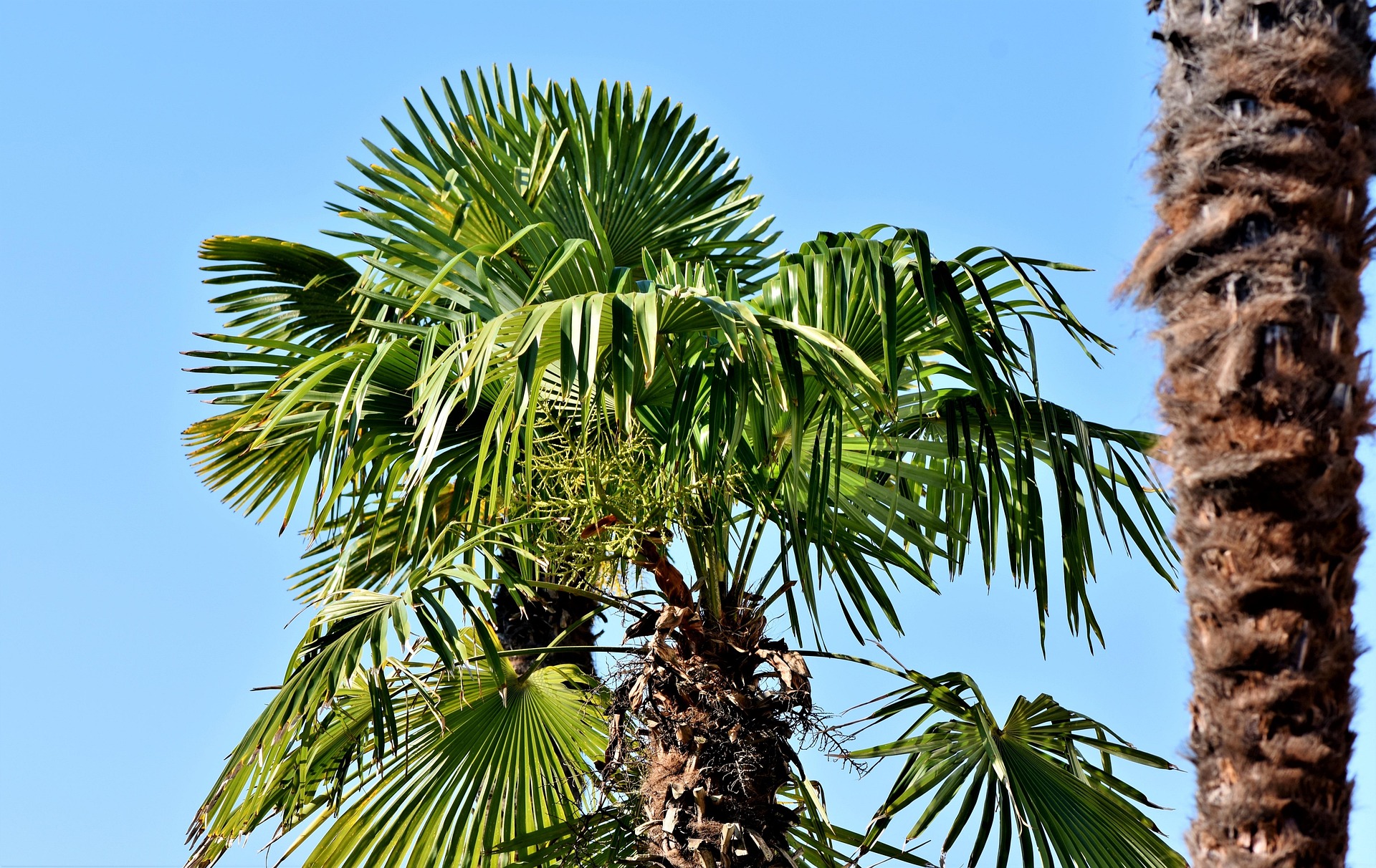 Parlor Palm