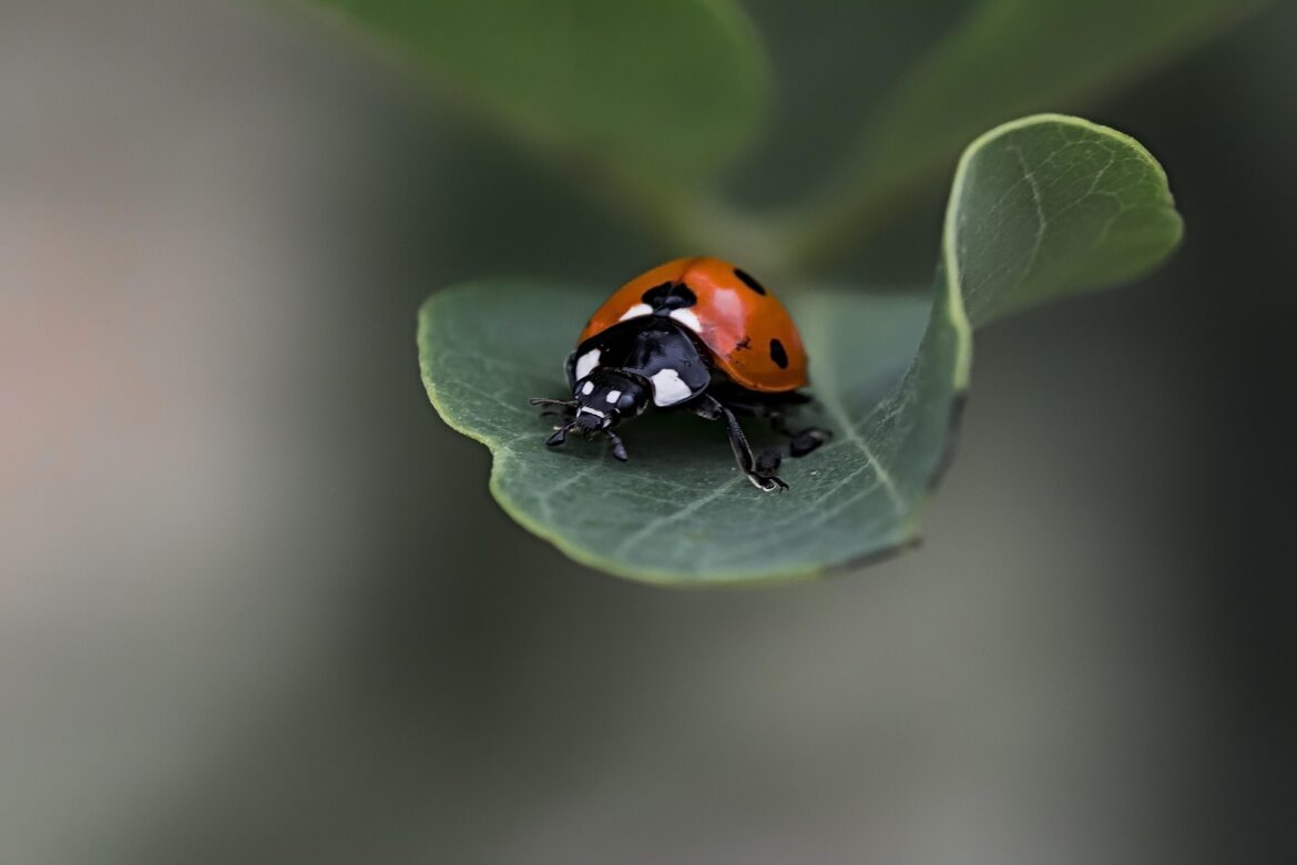 indoor plant bug