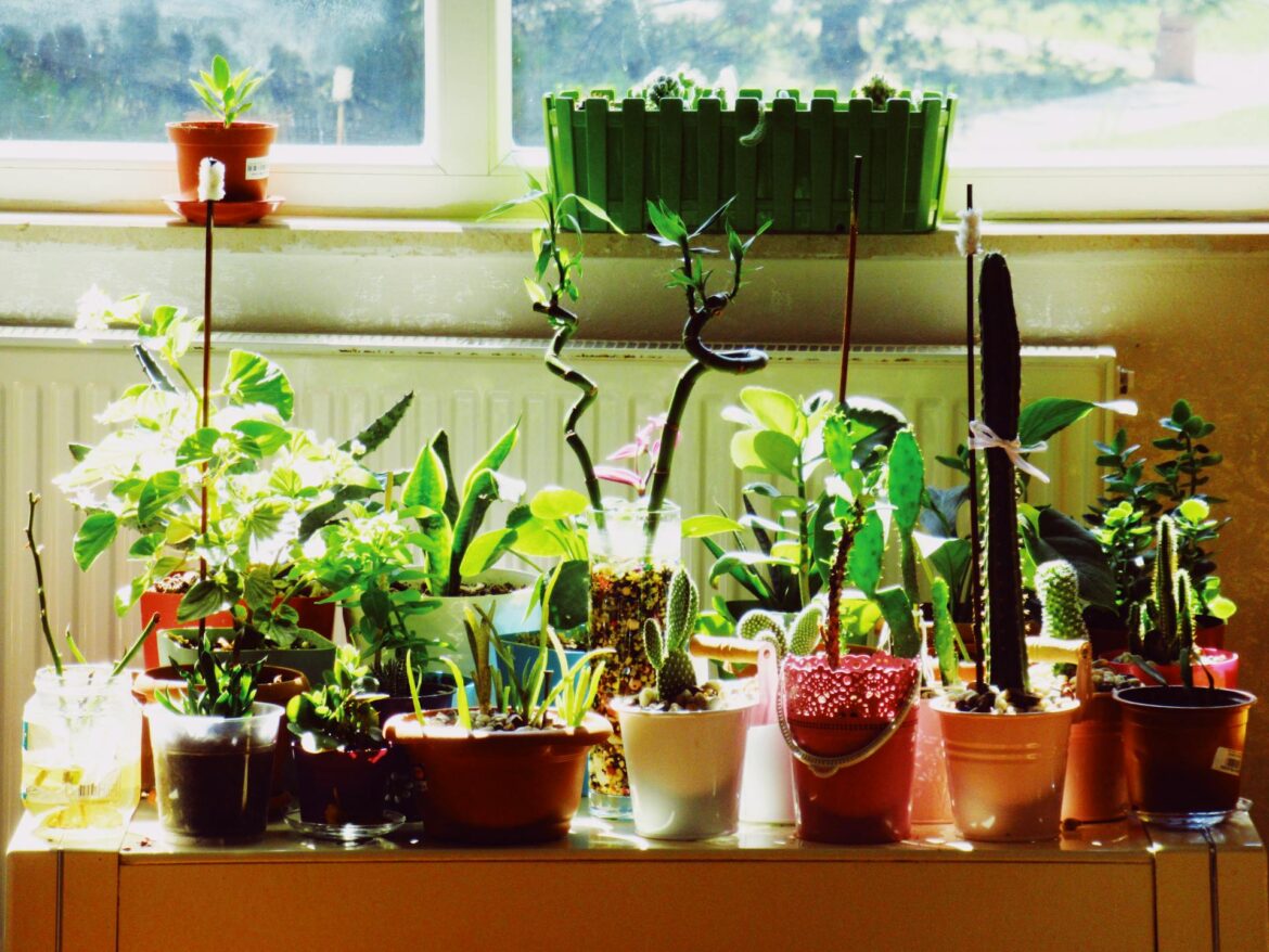 Indoor Plants