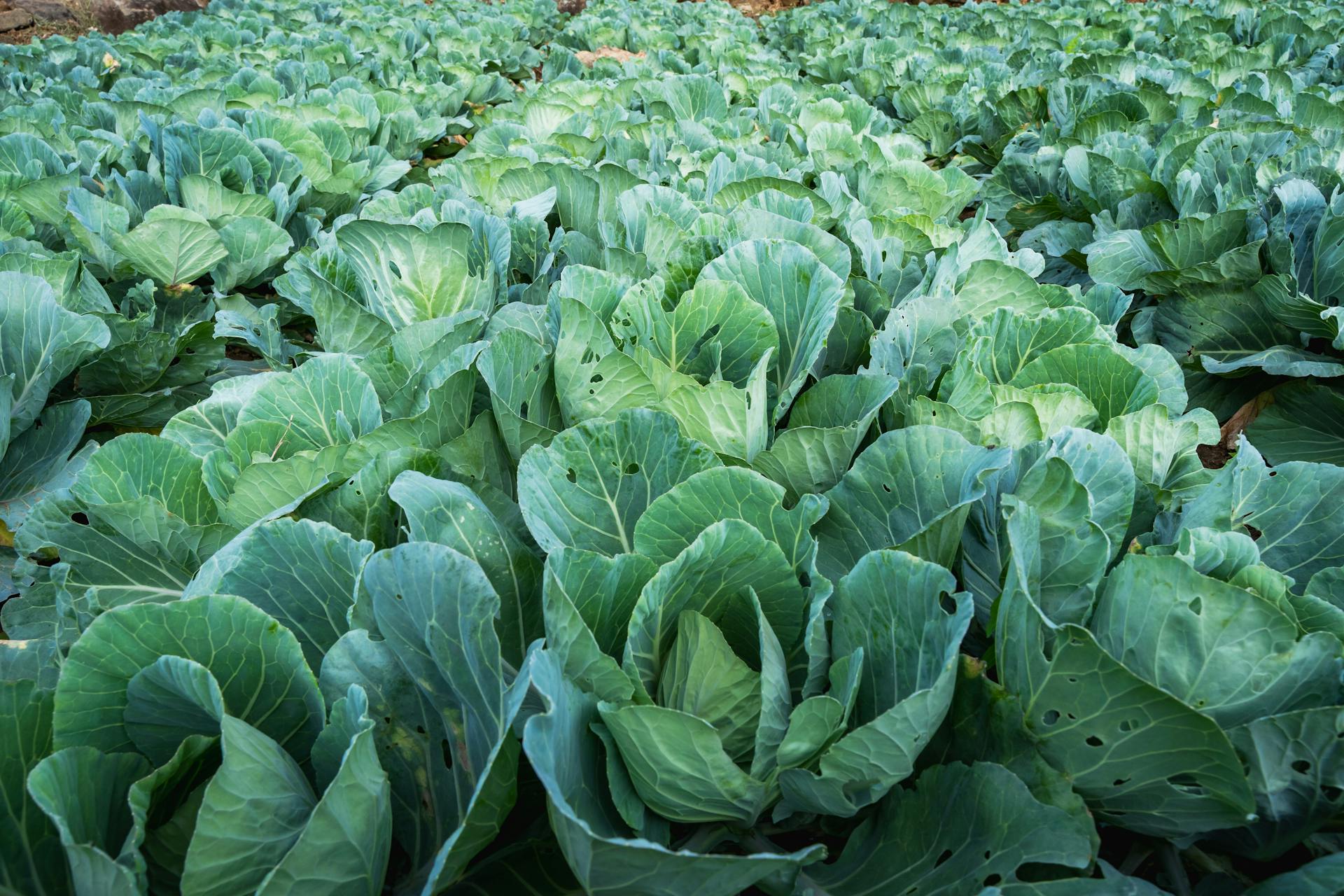 Organic Vegetable Garden