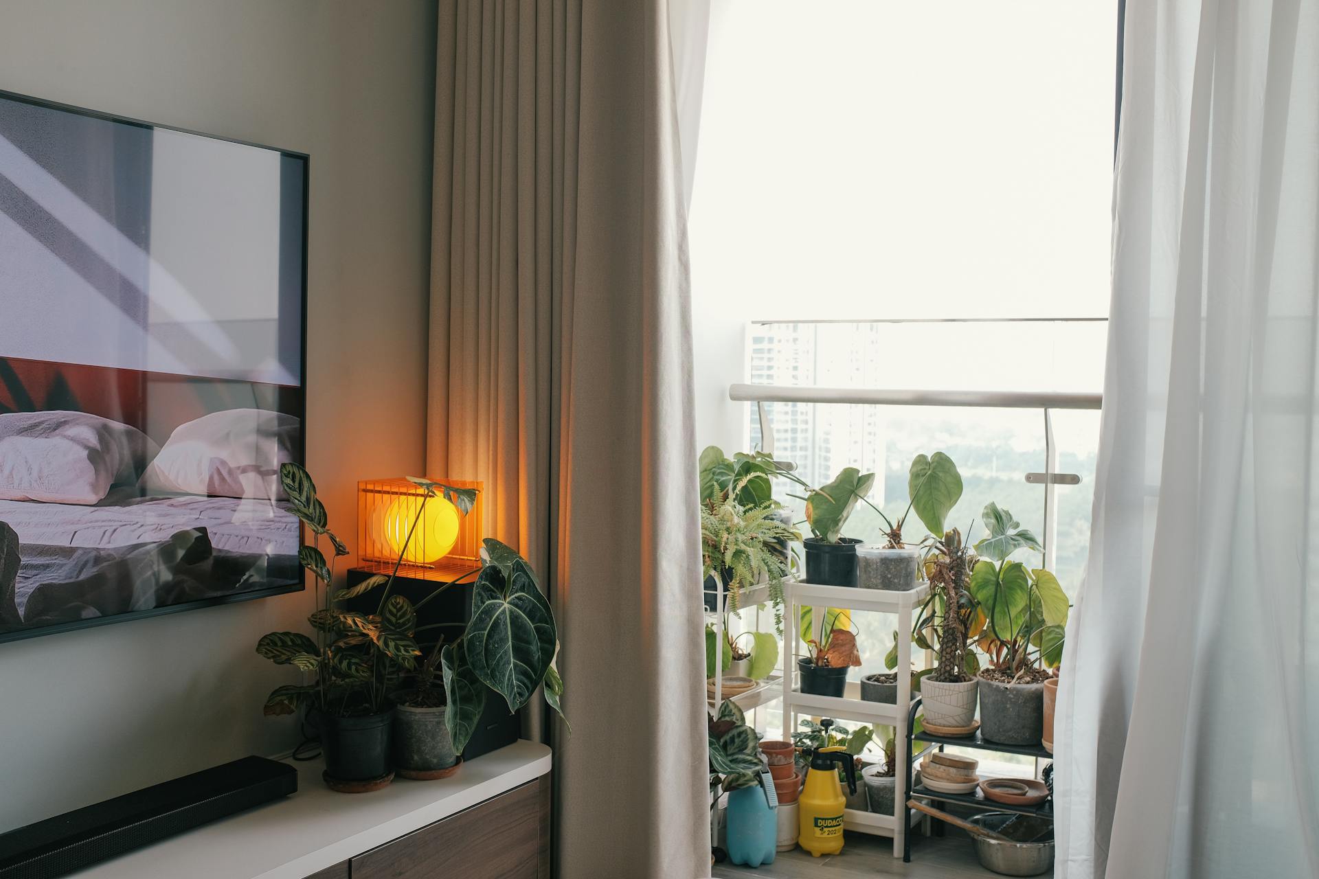 Indoor Plants